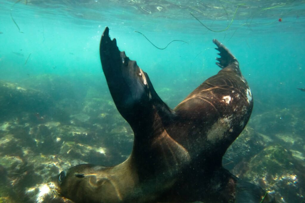 California Sea Lions at La Jolla: A Diver’s Guide to These Playful Pinnipeds