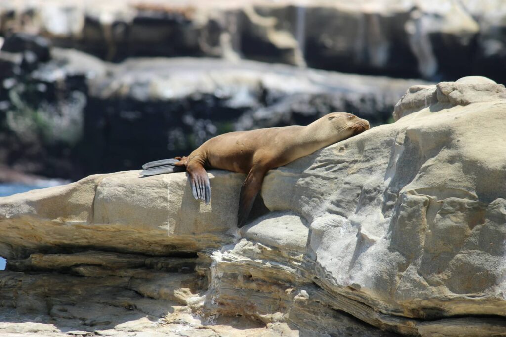 Scuba Diving in La Jolla Cove: A Coastal Gem for Underwater Exploration