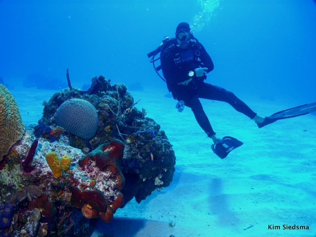 Scuba diving San Diego with certified guide - Dive In Scuba (11)