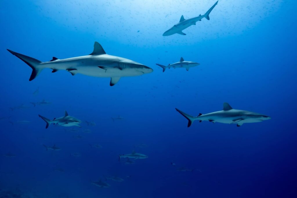 Tope Sharks in La Jolla: A Local Dive Guide’s Take on These Elusive Predators